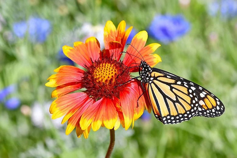 Candace's Seeds of Restoration: Pollinator's Promise & Healer's Calm - Myth & Ink: Worlds of C.A. Smith