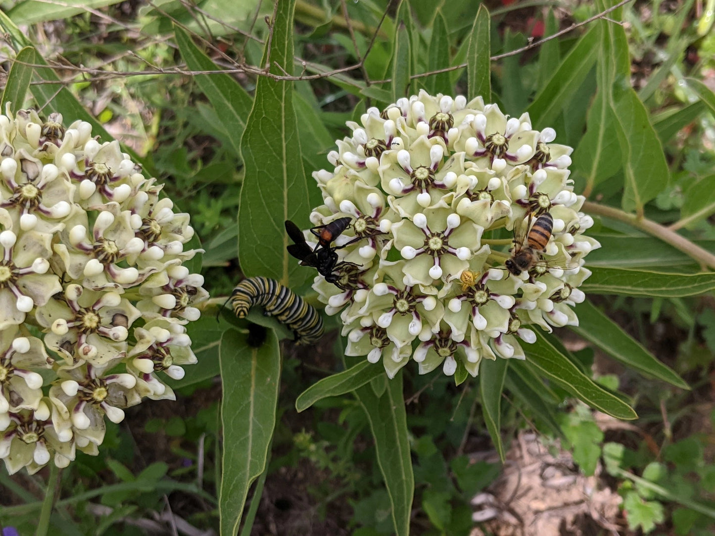 Candace's Seeds of Restoration: Pollinator's Promise & Healer's Calm - Myth & Ink: Worlds of C.A. Smith