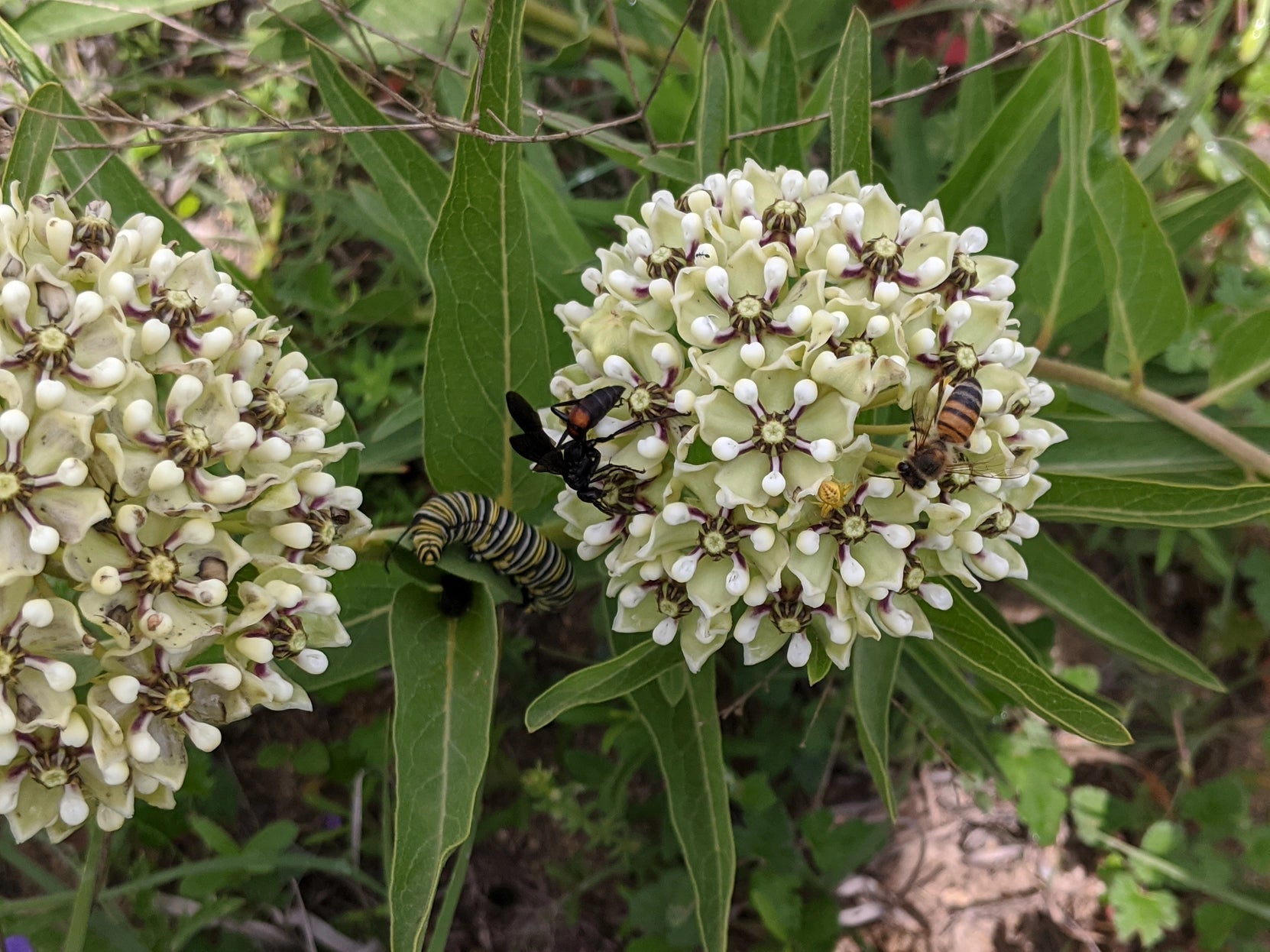 Candace's Seeds of Restoration: Pollinator's Promise & Healer's Calm - Myth & Ink: Worlds of C.A. Smith