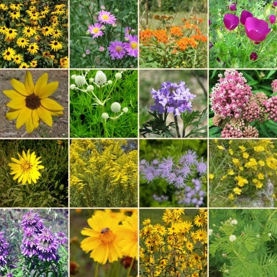 Candace's Seeds of Restoration: Pollinator's Promise & Healer's Calm - Myth & Ink: Worlds of C.A. Smith