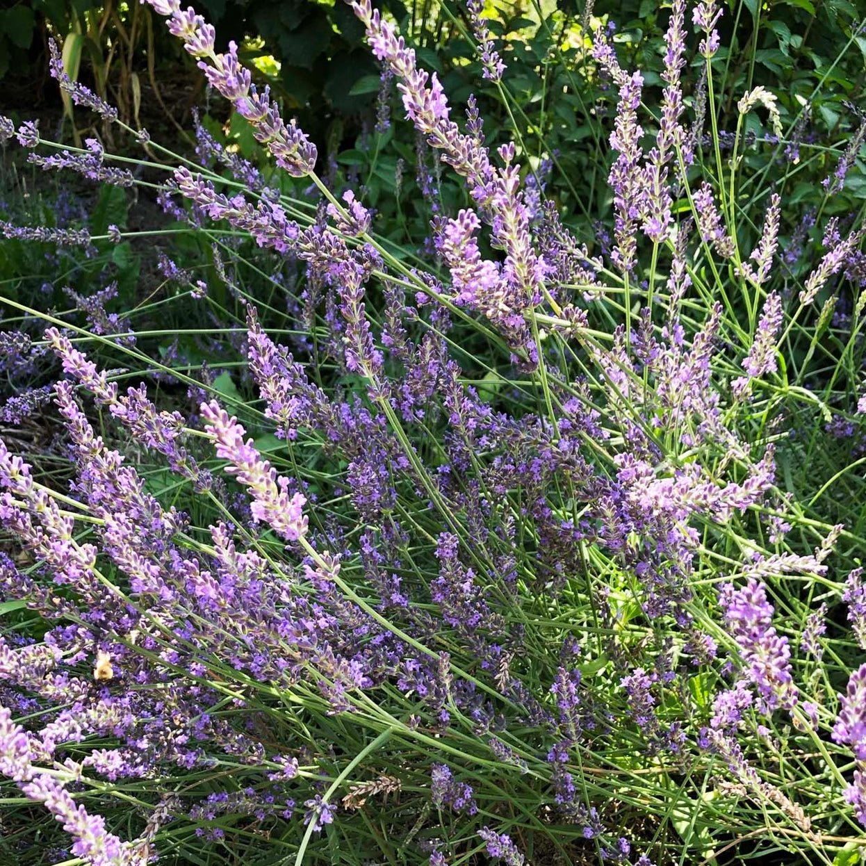 Candace's Seeds of Restoration: Pollinator's Promise & Healer's Calm - Myth & Ink: Worlds of C.A. Smith