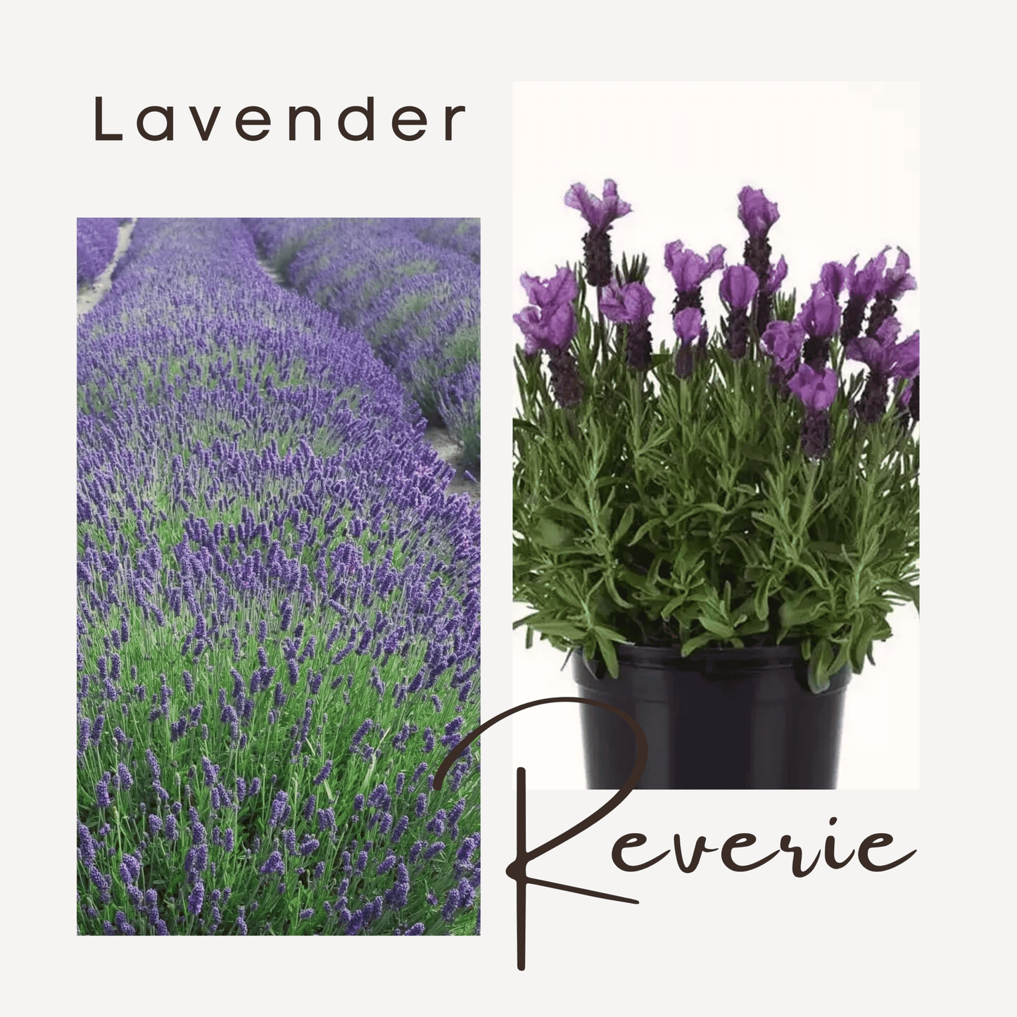 Lavender Reverie - Myth & Ink: Worlds of C.A. Smith