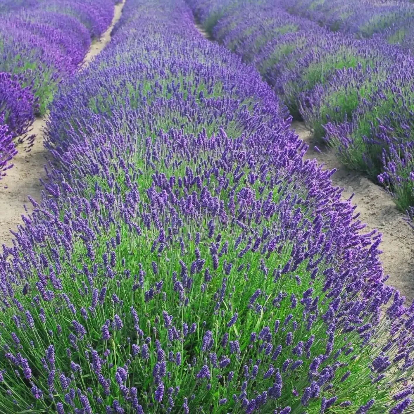 Lavender Reverie - Myth & Ink: Worlds of C.A. Smith