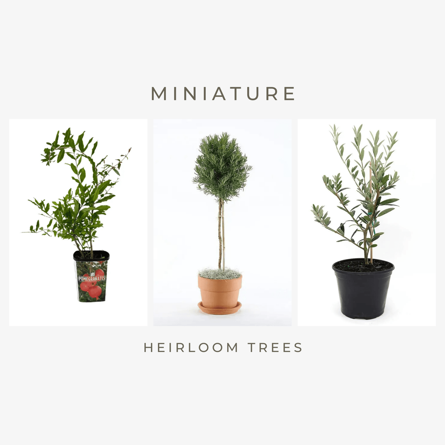 Miniature Heirloom Trees - Myth & Ink: Worlds of C.A. Smith