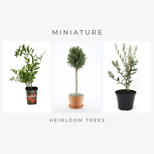 Miniature Heirloom Trees - Myth & Ink: Worlds of C.A. Smith