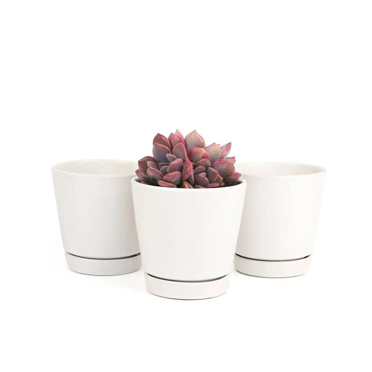 Small Pots 4" - 6" - Myth & Ink: Worlds of C.A. Smith
