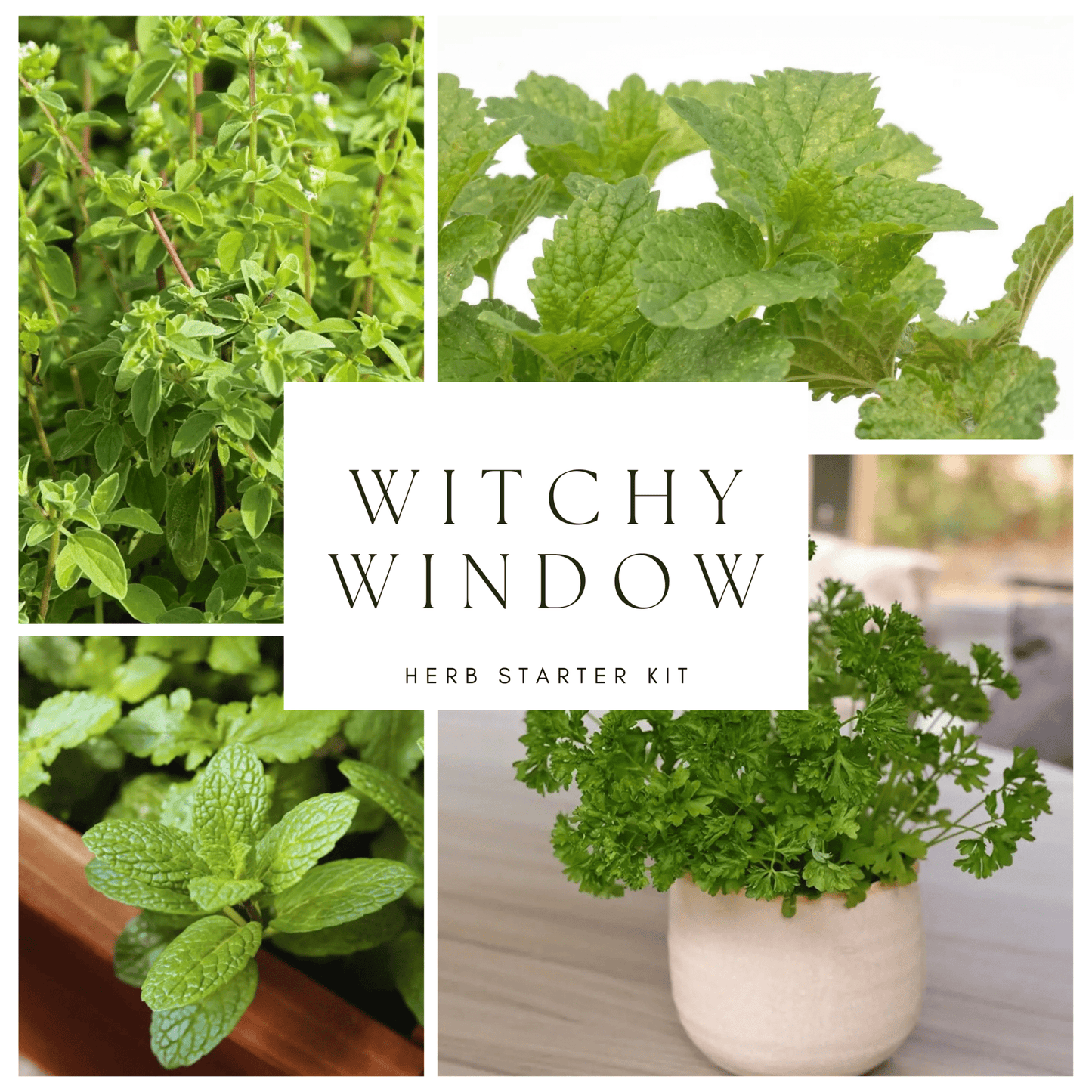 Witchy Windowsill Herb Starter Pots - Myth & Ink: Worlds of C.A. Smith